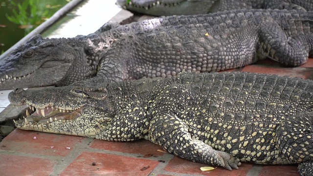 Trại cá sấu lớn nhất miền bắc lao đao vì Covid-19 - 5