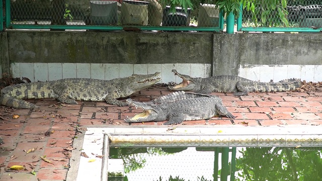 Trại cá sấu lớn nhất miền bắc lao đao vì Covid-19 - 6