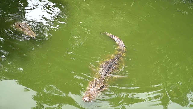 Trại cá sấu lớn nhất miền bắc lao đao vì Covid-19 - 7