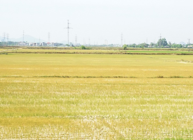 Cận cảnh những cánh đồng lúa cháy khô vì hạn hán - 1
