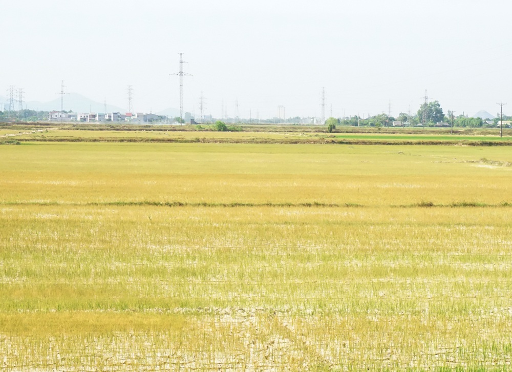Cận cảnh những cánh đồng lúa cháy khô vì hạn hán