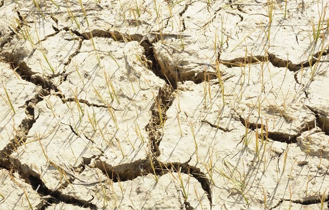Cận cảnh những cánh đồng lúa cháy khô vì hạn hán - 5