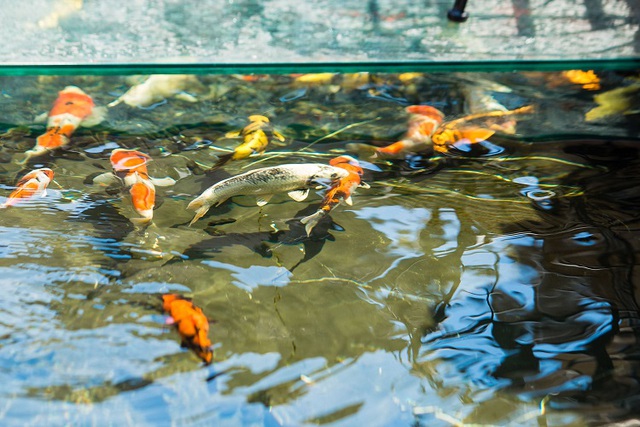 Đại gia Hà thành chi 10 tỷ đồng sở hữu đàn cá Koi quy tụ toàn “siêu phẩm”, có con lên tới 120 triệu đồng - 2
