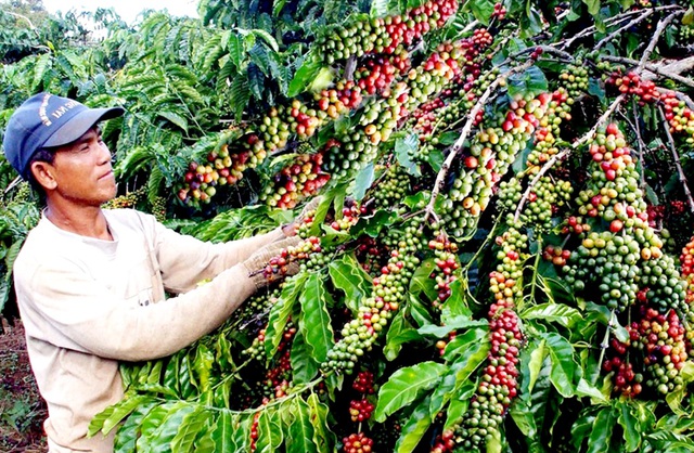 EVFTA có hiệu lực: Cẩn thận với hàng hóa “trà trộn” từ các nước láng giềng - 3