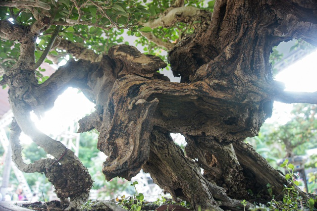 Mãn nhãn với cây găng tu hú, gỗ lũa tự thân hàng trăm năm tuổi - 5