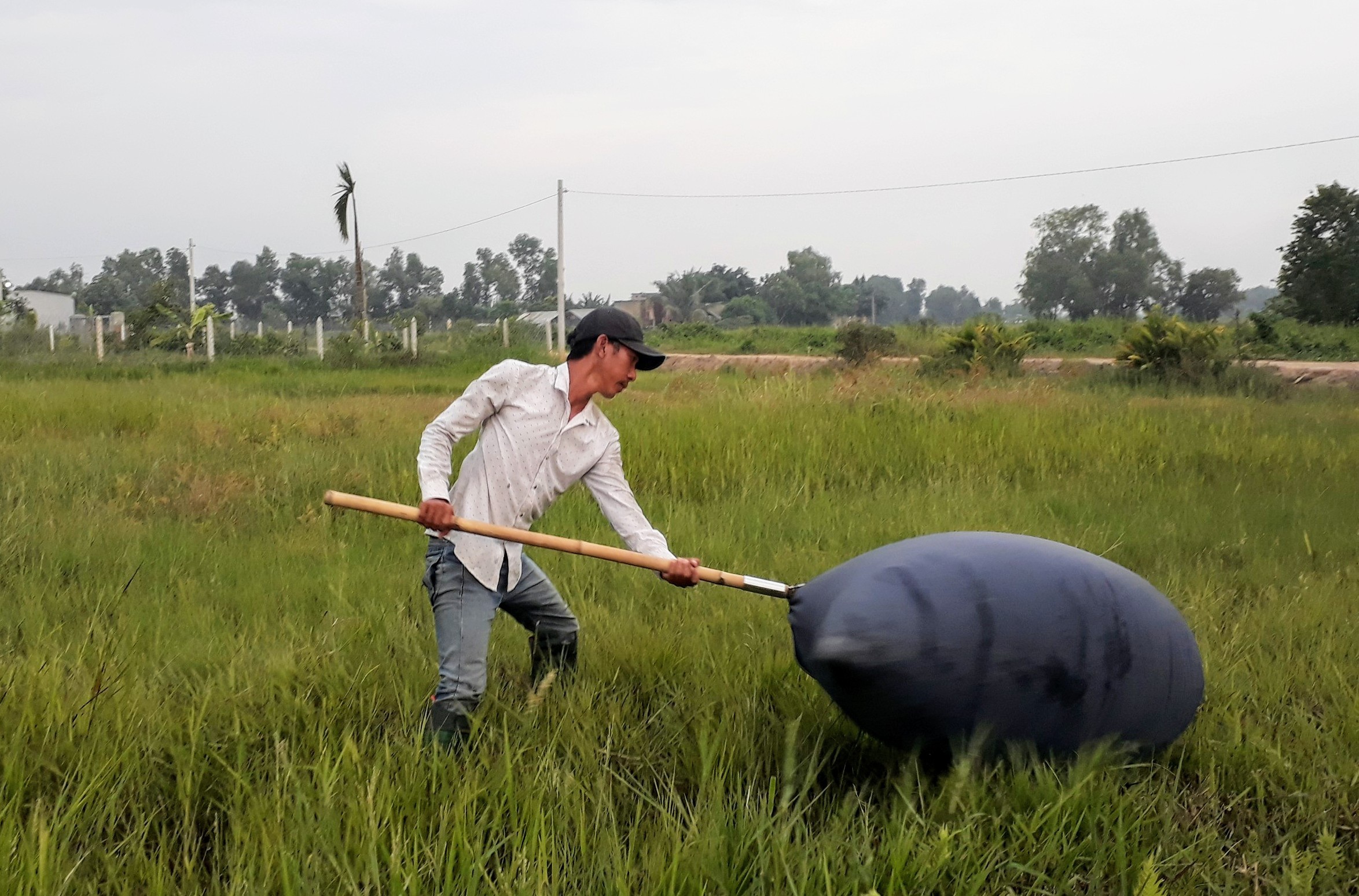Độc đáo nghề săn cào cào thu hàng chục triệu đồng mỗi tháng ở Sài Gòn