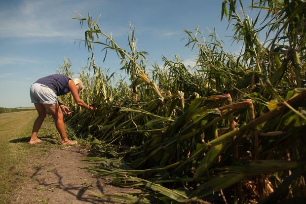 Even With a Strong Crop This Year, U.S. Farmers Are Suffering - WSJ