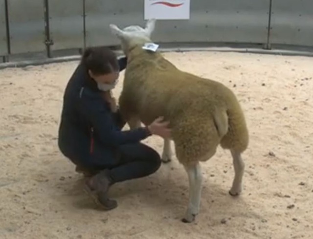 Một con cừu được bán với giá cao kỷ lục: 11 tỷ đồng - 1