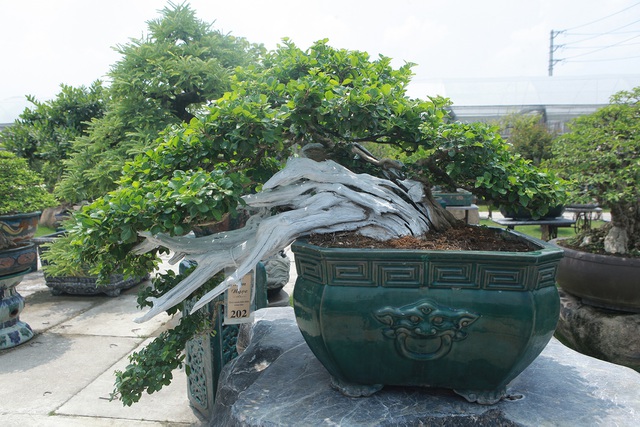 Mục sở thị khu vườn gần 1.000 cây cảnh bonsai hiếm có đất Hà Thành - 11