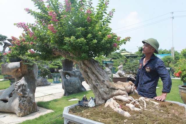 Mục sở thị khu vườn gần 1.000 cây cảnh bonsai hiếm có đất Hà Thành - 13