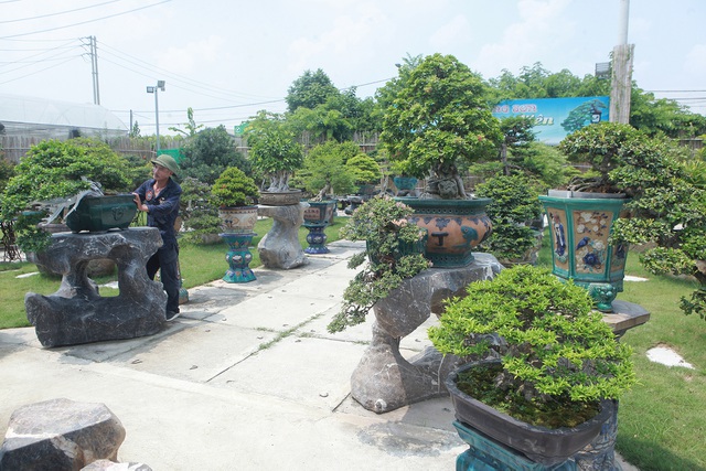 Mục sở thị khu vườn gần 1.000 cây cảnh bonsai hiếm có đất Hà Thành - 3