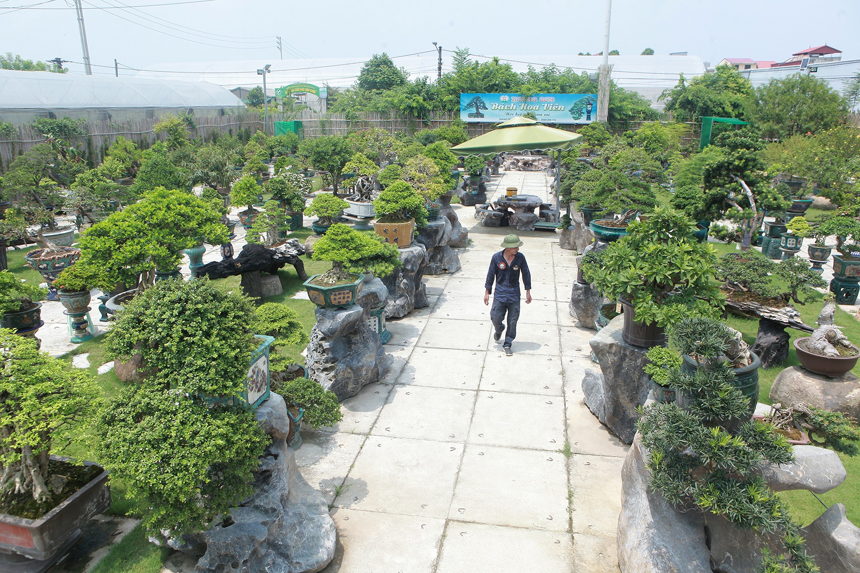 Mục sở thị khu vườn gần 1.000 cây cảnh bonsai hiếm có đất Hà Thành