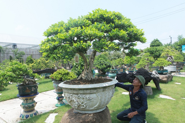 Mục sở thị khu vườn gần 1.000 cây cảnh bonsai hiếm có đất Hà Thành - 4