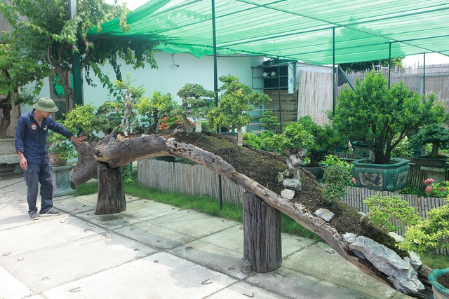Mục sở thị khu vườn gần 1.000 cây cảnh bonsai hiếm có đất Hà Thành - 5