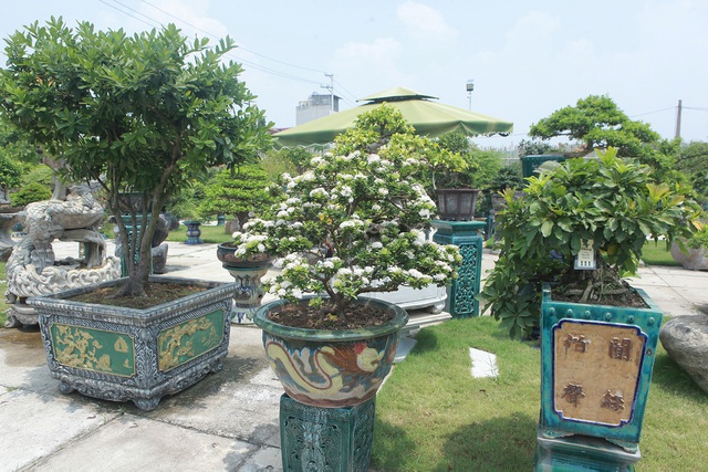 Mục sở thị khu vườn gần 1.000 cây cảnh bonsai hiếm có đất Hà Thành - 6