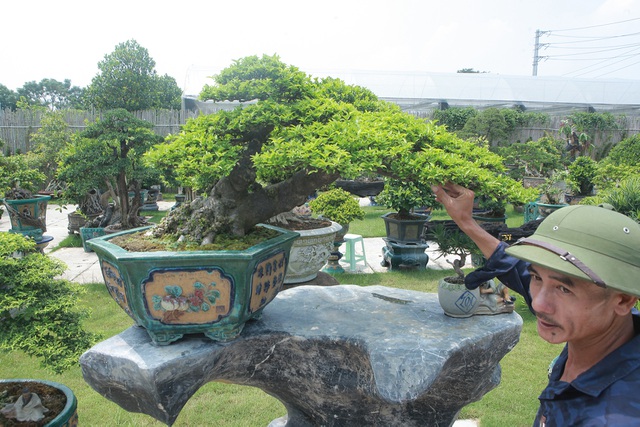 Mục sở thị khu vườn gần 1.000 cây cảnh bonsai hiếm có đất Hà Thành - 7