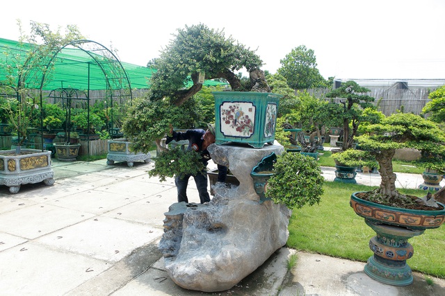 Mục sở thị khu vườn gần 1.000 cây cảnh bonsai hiếm có đất Hà Thành - 8