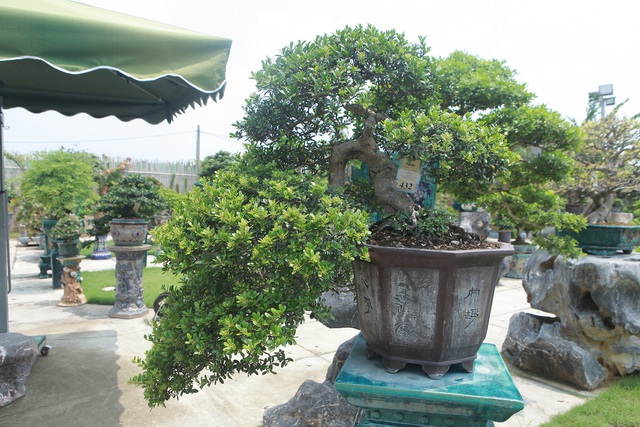 Mục sở thị khu vườn gần 1.000 cây cảnh bonsai hiếm có đất Hà Thành - 9
