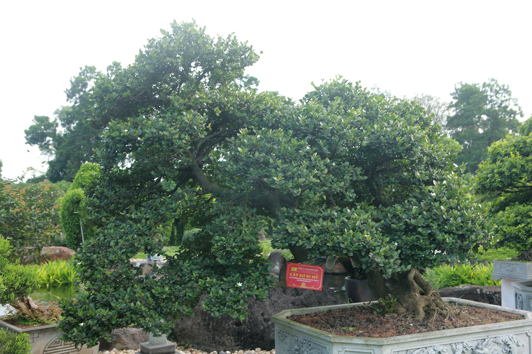 Dàn sơ ri bonsai cổ thụ, trĩu quả giá tiền tỷ của “tướng cướp hoàn lương”