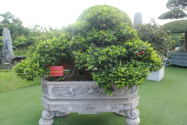 Dàn sơ ri bonsai cổ thụ, trĩu quả giá tiền tỷ của “tướng cướp hoàn lương” - 4