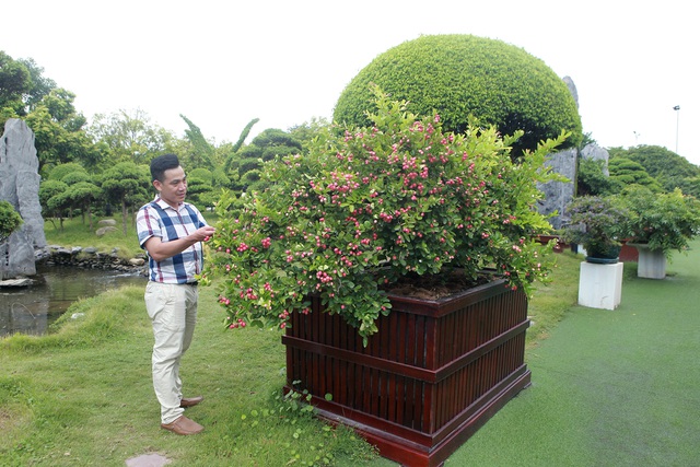 Dàn sơ ri bonsai cổ thụ, trĩu quả giá tiền tỷ của “tướng cướp hoàn lương” - 7