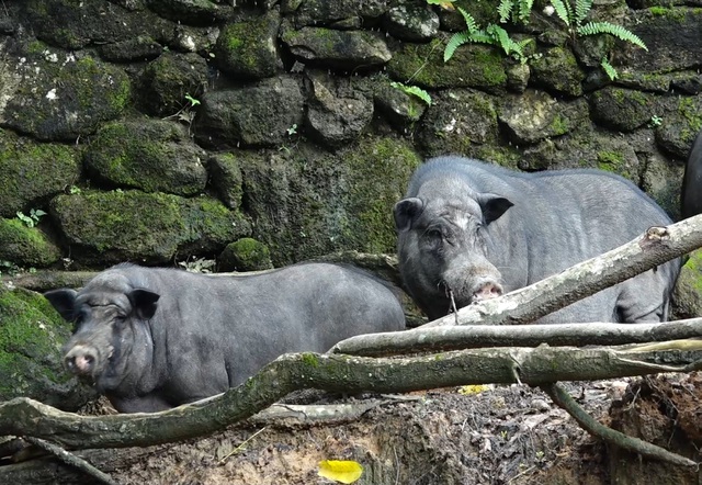 Nuôi lợn rừng lấy nanh: Phục vụ thú chơi mới kỳ công của đại gia Việt - 2