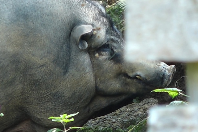 Nuôi lợn rừng lấy nanh: Phục vụ thú chơi mới kỳ công của đại gia Việt - 3