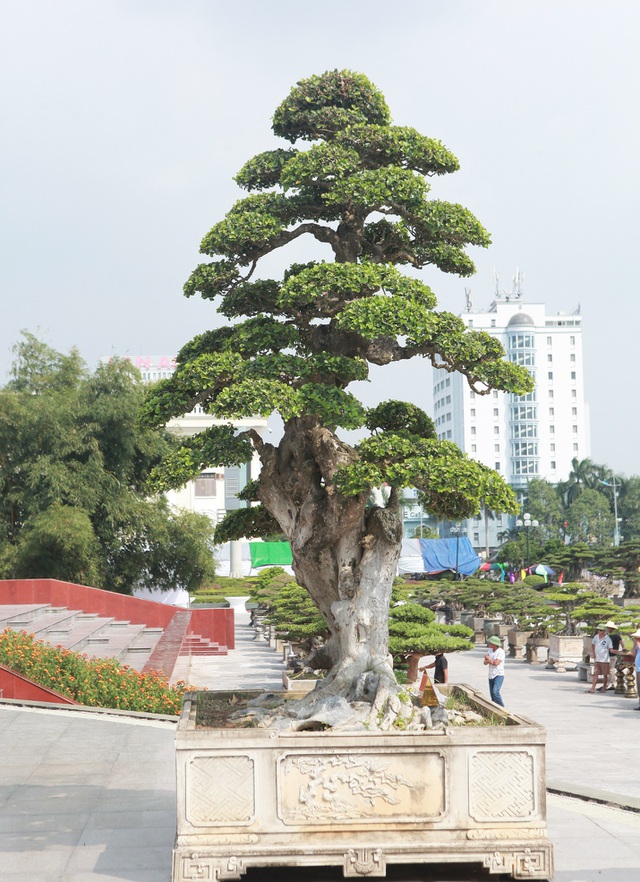 Ngắm dàn “siêu cây” hàng triệu USD của đại gia xứ Thanh - 8
