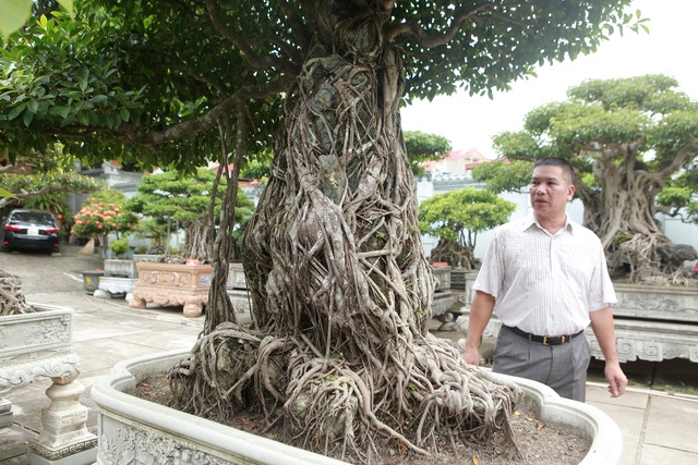 Chiêm ngưỡng bộ ba cây si cổ trị giá chục tỷ đồng của đại gia Vĩnh Phúc - 2