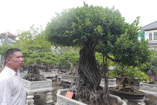 Chiêm ngưỡng bộ ba cây si cổ trị giá chục tỷ đồng của đại gia Vĩnh Phúc - 4