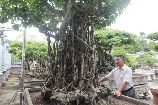 Chiêm ngưỡng bộ ba cây si cổ trị giá chục tỷ đồng của đại gia Vĩnh Phúc - 8
