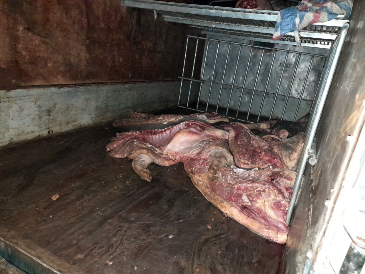 Bắt vụ vận chuyển cả tấn lợn mắc dịch tả lợn châu Phi đi tiêu thụ