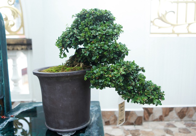 Nghệ nhân Hà Nội bật mí về bonsai kích thước nhỏ nhưng giá “khủng” - 11
