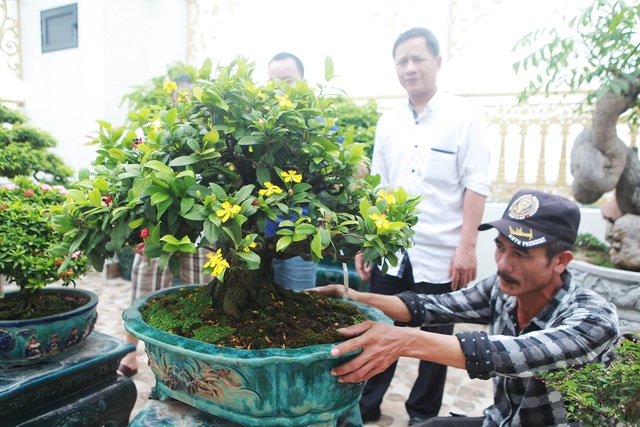 Nghệ nhân Hà Nội bật mí về bonsai kích thước nhỏ nhưng giá “khủng” - 7