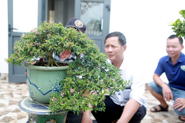 Nghệ nhân Hà Nội bật mí về bonsai kích thước nhỏ nhưng giá “khủng” - 8