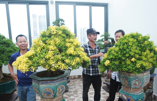 Nghệ nhân Hà Nội bật mí về bonsai kích thước nhỏ nhưng giá “khủng” - 9