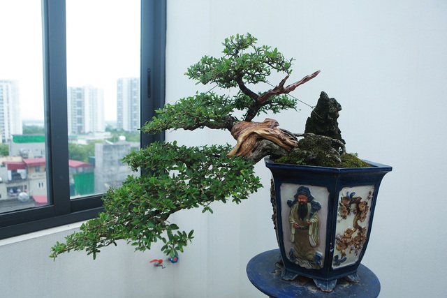 Nghệ nhân Hà Nội bật mí về bonsai kích thước nhỏ nhưng giá “khủng” - 10