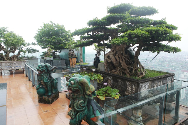 Mãn nhãn với vườn cây bonsai dáng quái giữa “lưng chừng trời” ở Hà Nội - 1