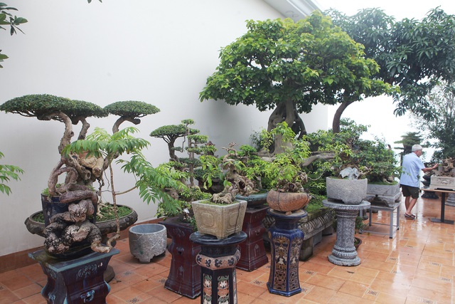 Mãn nhãn với vườn cây bonsai dáng quái giữa “lưng chừng trời” ở Hà Nội - 2