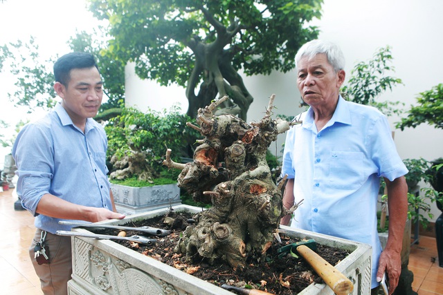 Mãn nhãn với vườn cây bonsai dáng quái giữa “lưng chừng trời” ở Hà Nội - 12
