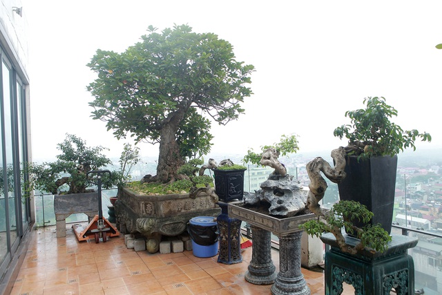 Mãn nhãn với vườn cây bonsai dáng quái giữa “lưng chừng trời” ở Hà Nội - 3
