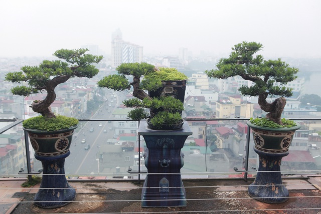 Mãn nhãn với vườn cây bonsai dáng quái giữa “lưng chừng trời” ở Hà Nội - 4