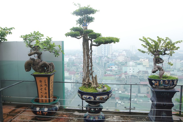 Mãn nhãn với vườn cây bonsai dáng quái giữa “lưng chừng trời” ở Hà Nội - 5