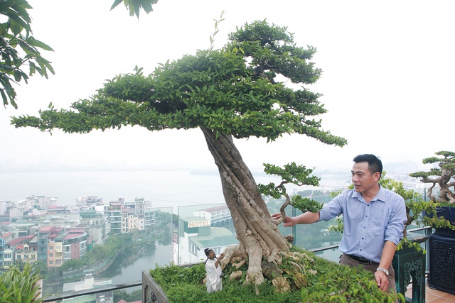 Mãn nhãn với vườn cây bonsai dáng quái giữa “lưng chừng trời” ở Hà Nội - 6