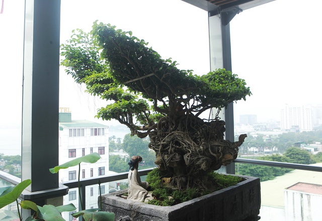 Mãn nhãn với vườn cây bonsai dáng quái giữa “lưng chừng trời” ở Hà Nội - 8