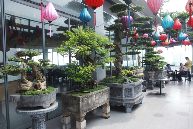 Mãn nhãn với vườn cây bonsai dáng quái giữa “lưng chừng trời” ở Hà Nội - 10