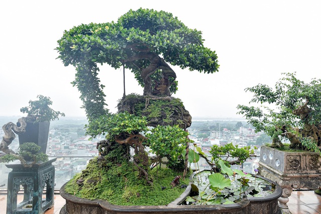Lộ diện cây si Thạch Sanh có giá hàng tỷ đồng khiến đại gia mê mẩn - 1