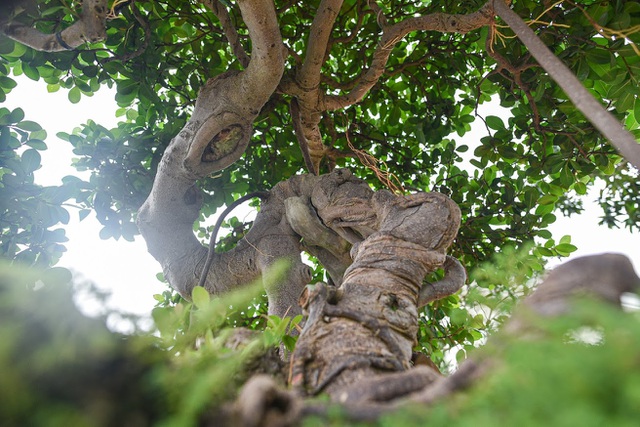 Lộ diện cây si Thạch Sanh có giá hàng tỷ đồng khiến đại gia mê mẩn - 7