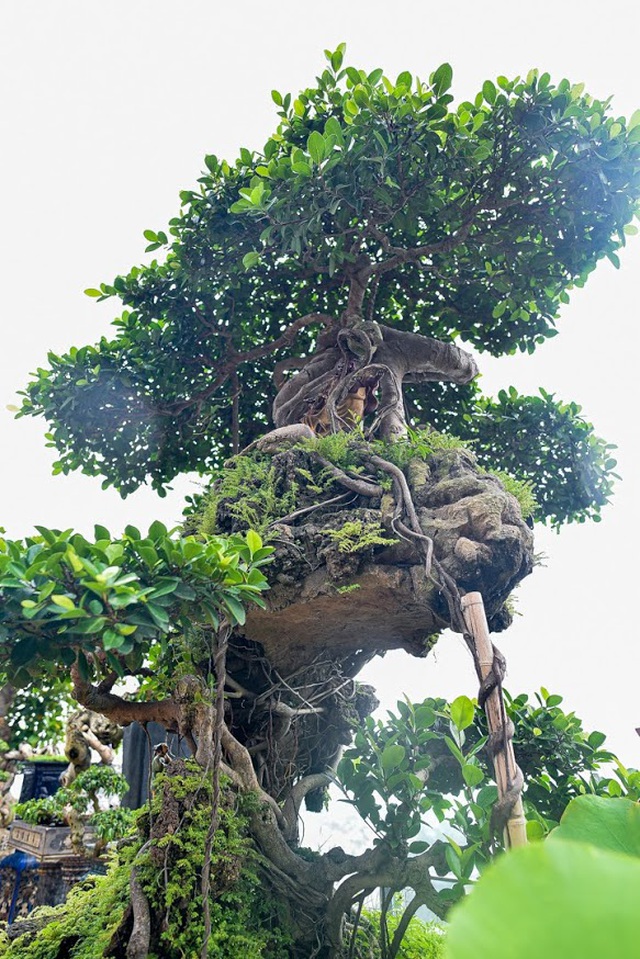 Lộ diện cây si Thạch Sanh có giá hàng tỷ đồng khiến đại gia mê mẩn - 9