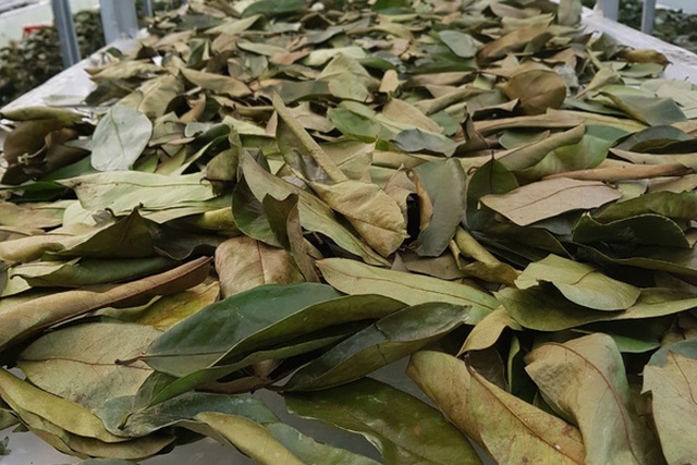 Đặc sản lạ Sóc Trăng: Loại trà không làm từ cây chè, giá 1 triệu đồng/kg - 5